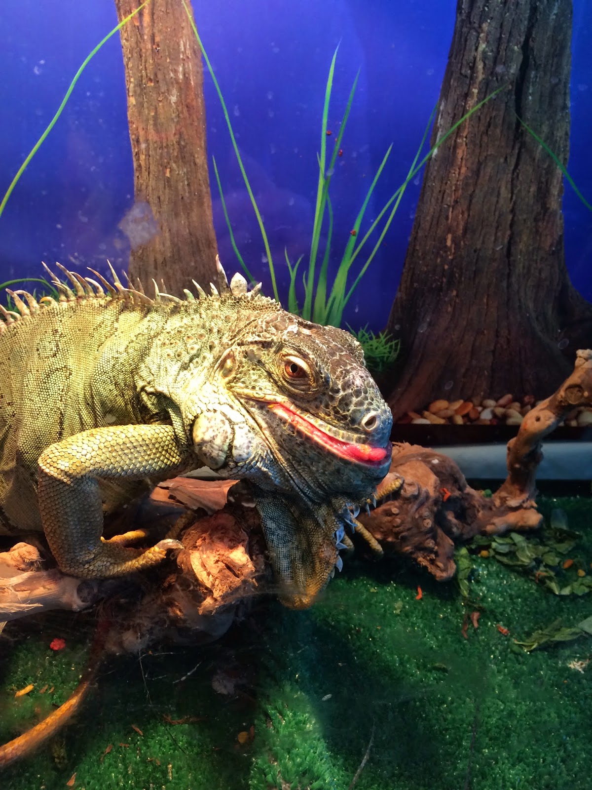 Sarah’s Bearded Dragon Rescue: Who Says an Iguana isn’t Cute??
