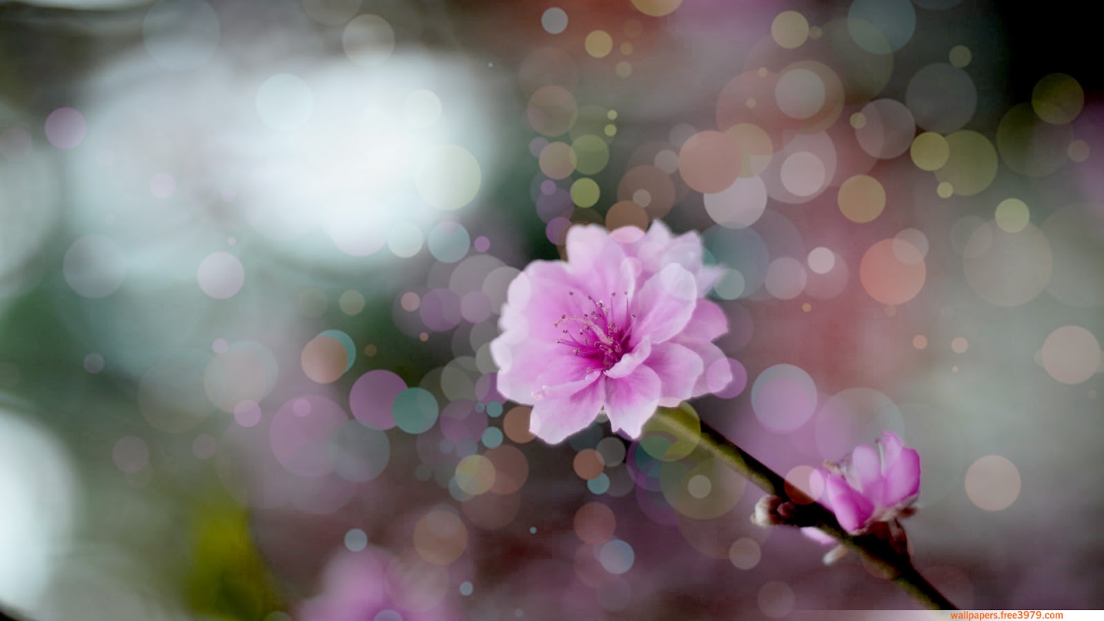 Wallpapers Wallpaper 20 Asian Cherry Blossom Flower