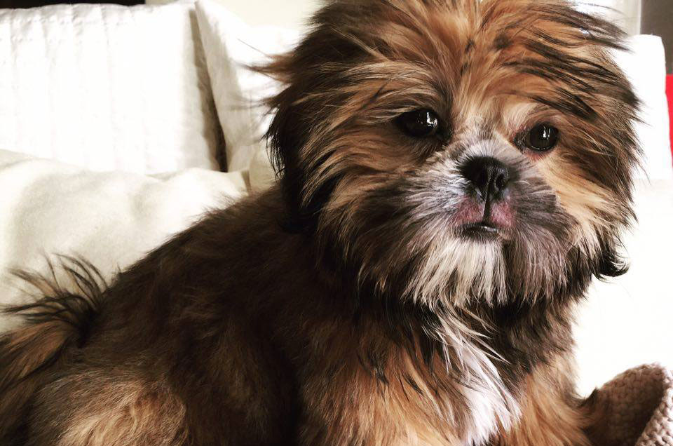 Mancha no olho do shih tzu Clearance