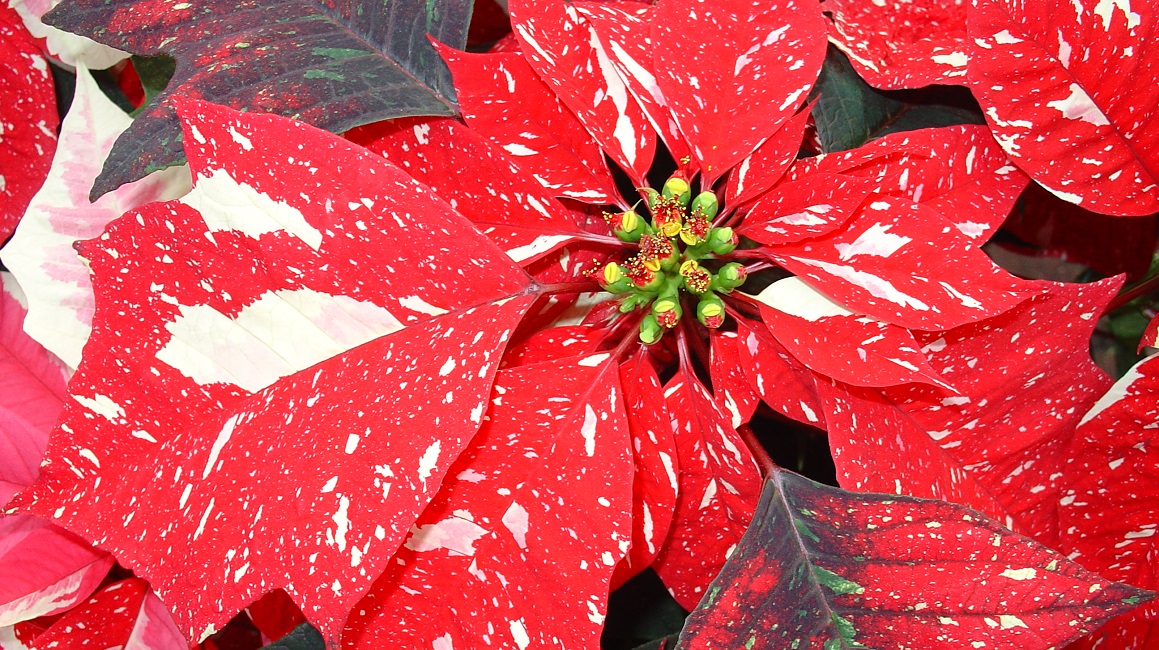FUN FACTS ABOUT POINSETTIAS FrillFeed