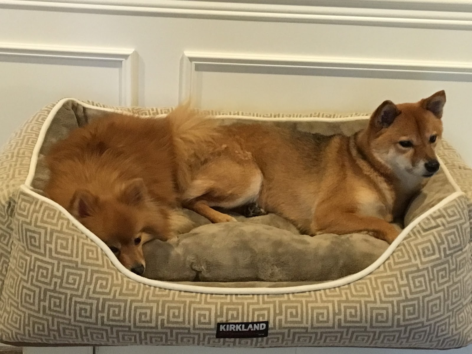 93 Inch Bear Dog Beds from Costco