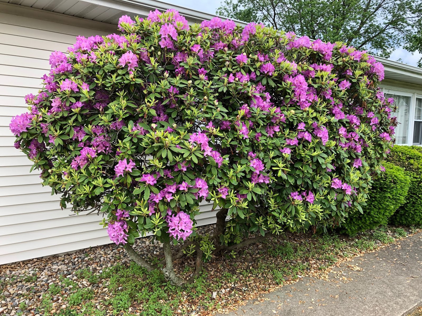 Rhododendron Won T Bloom