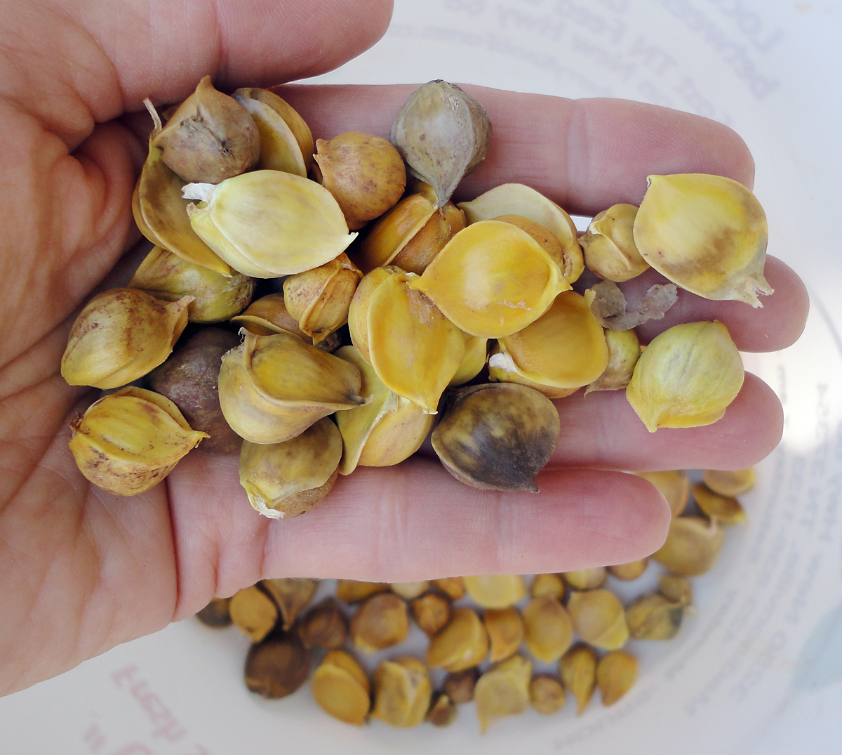 Judy's Good Food Blog I'll Never Buy Garlic Again