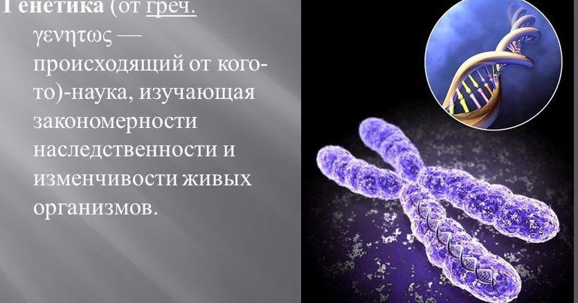 Всё О Бегониях И Не Только...: Генетика – Наука О Закономерностях  Изменчивости И Наследственности