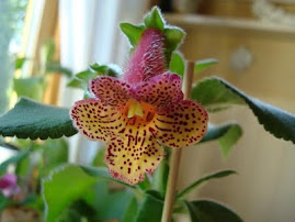 Kohleria