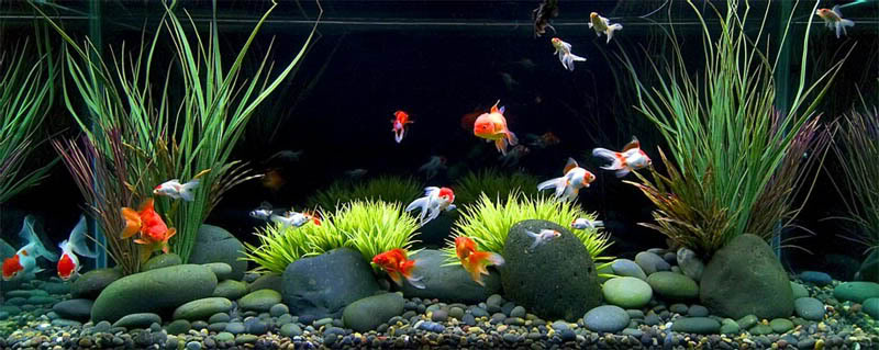 TUTORIAL CARA MEMBUAT TANAMAN HIAS DI DALAM AQUARIUM