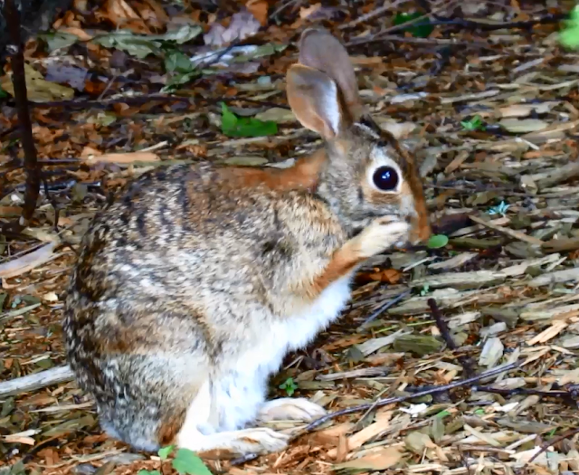 Eastern Cottontail Rabbit chastised by Red Squirrel