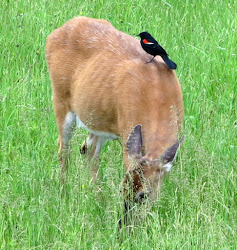 deer bird joyce road neighborhood