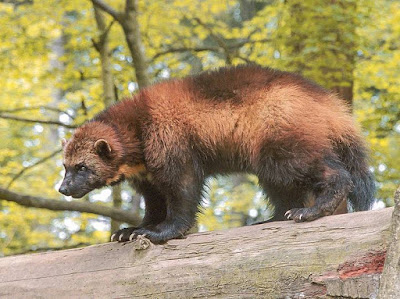 Wolverine - animals That Start with letter W Wolverine - animals That Start with letter W