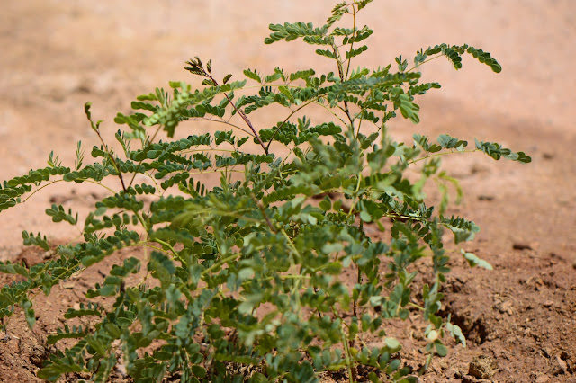 Caesalpinia pulcherrima, new planting