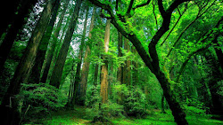 rainforests temperate rainforest tropical nature forest forests western states united many trees earth natural wallpapers desktop genesis around including parts