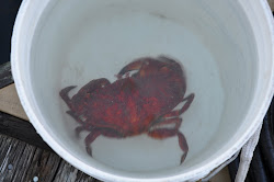 crab catalina rock mkii