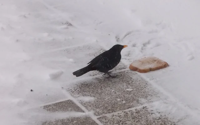 Vogel eet een stuk brood in de sneeuw