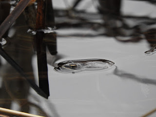 Photo of a wood frog swimming in water.