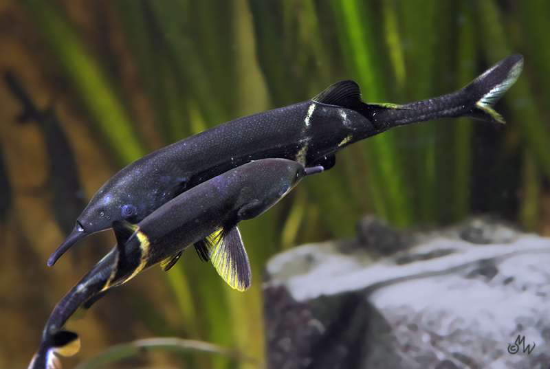 ZA FISH ACTION Peter’elephantnose Fish (Gnathonemus petersii), Si