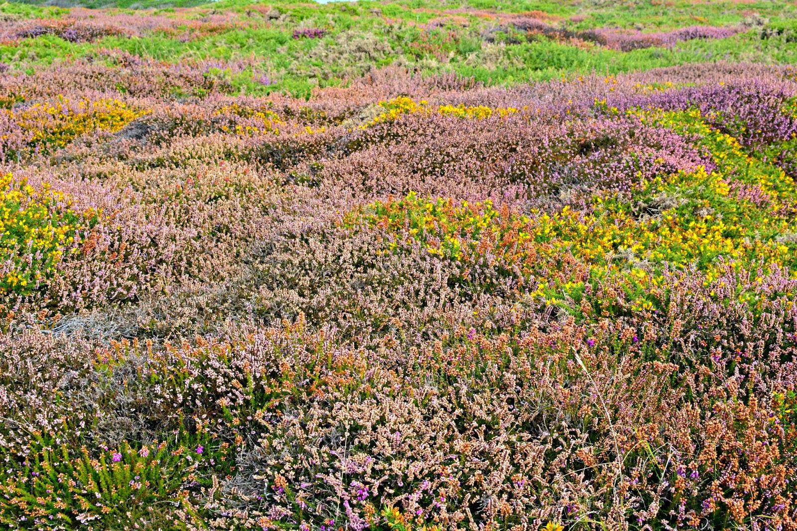 Heath on Tresco Isles of Scilly