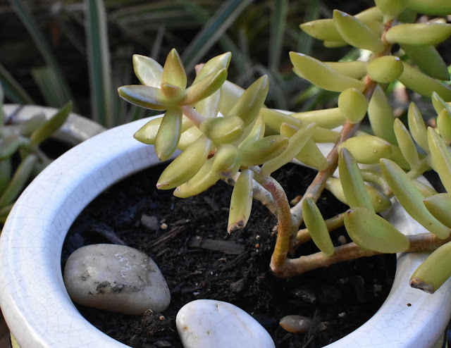 Sedum adolphii- succulent