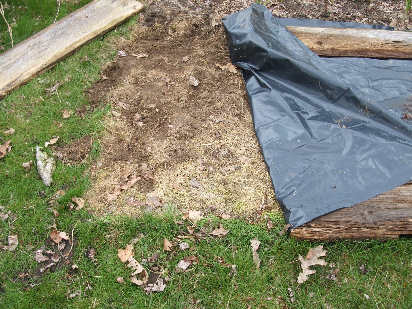 Green Zebra Market Garden Doubled, Smothered, and Covered (How To Kill Your Lawn)