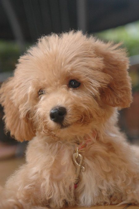  Dogs|Pets: Cute Coffee Poodle Puppy PicturesSweet and lovely Puppies