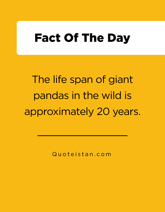 The life span of giant pandas in the wild is approximately 20 years.