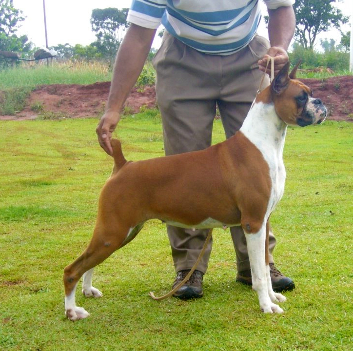 Canil Bella Boxer - Canil de Boxer | cachorroidealoficial