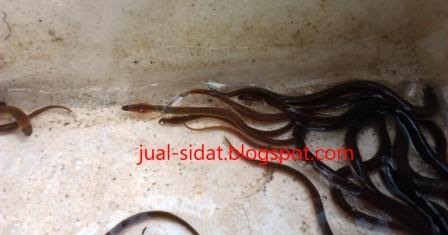 jual benih sidat bicolor jual benih sidat bicolor dan jual benih sidat bicolor jual benih sidat bicolor dan