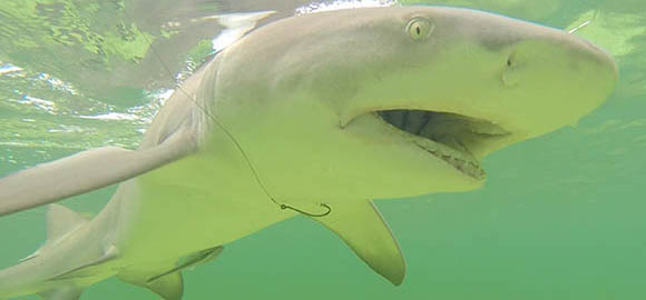 Underwater GoPro Lemon Shark