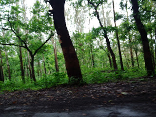 Photo of The Goan Diaries 8/30 by Tanvi Diwane