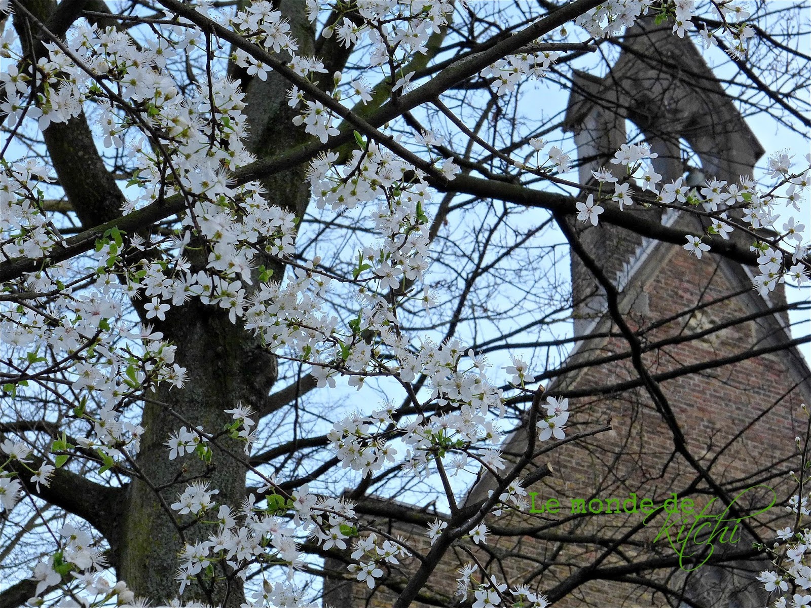 Le Monde De Kitchi Mein Freund Der Baum Kirschpflaume
