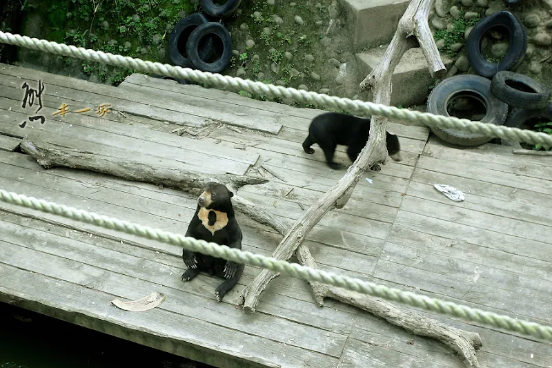新竹親子遊|新竹市立動物園~有日本奈良賞鹿的Fu