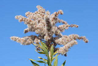 セイタカアワダチソウ