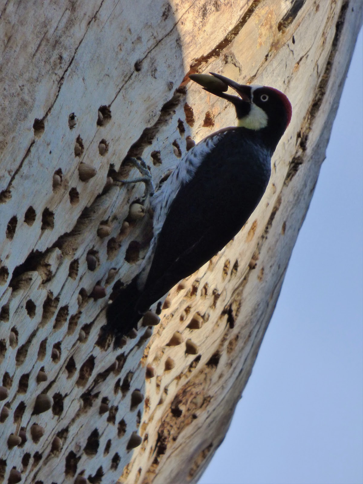 Geotripper's California Birds: Happy as an Acorn Woodpecker in an Acorn