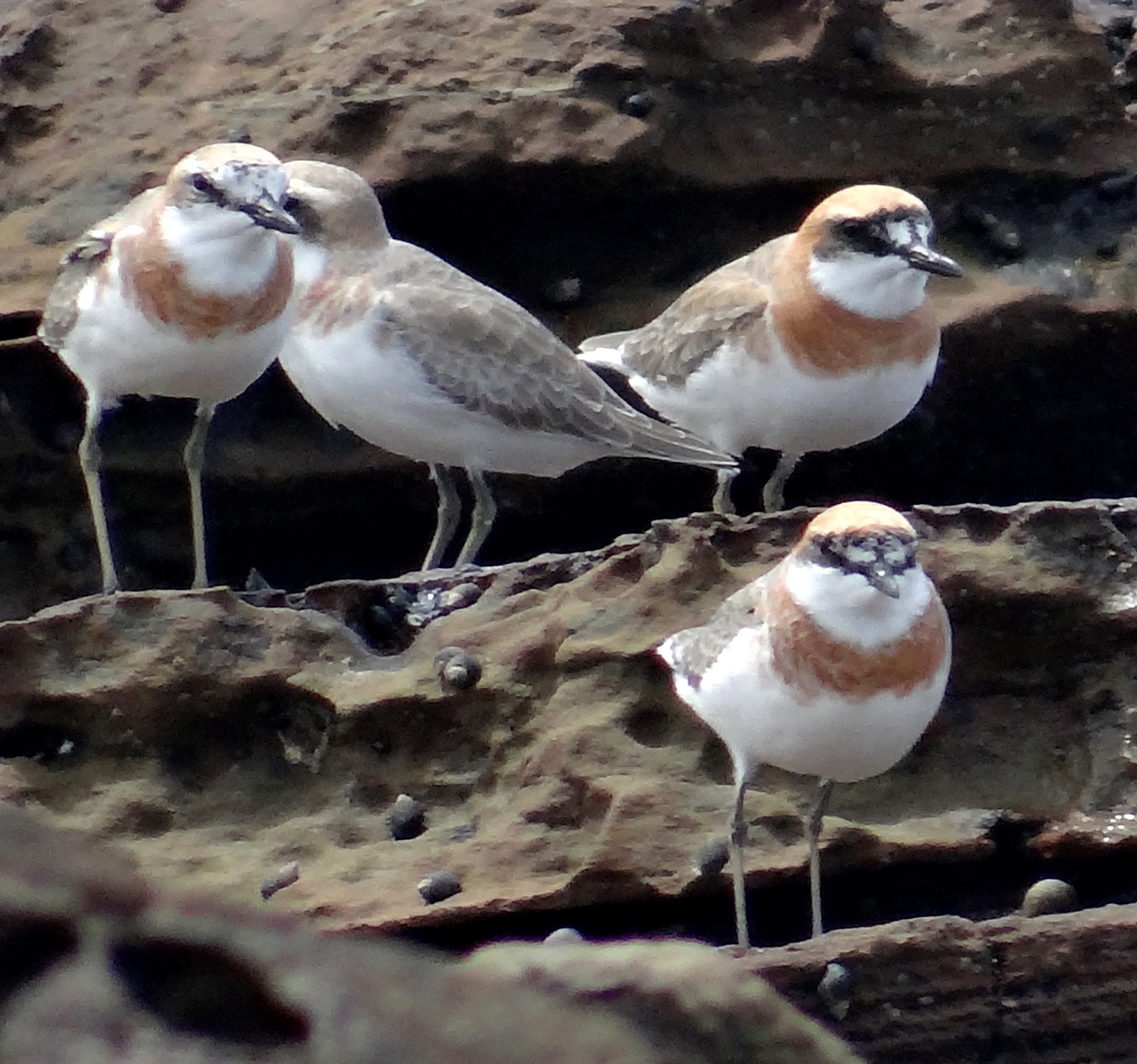 sunshinecoastbirds Hervey Bay, Maryborough & Great Sandy Strait
