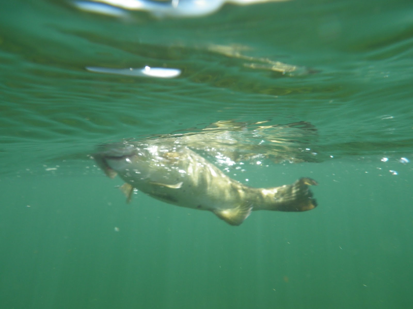 New England Striper Fishing PreSpawn Smallmouth Bass Fishing