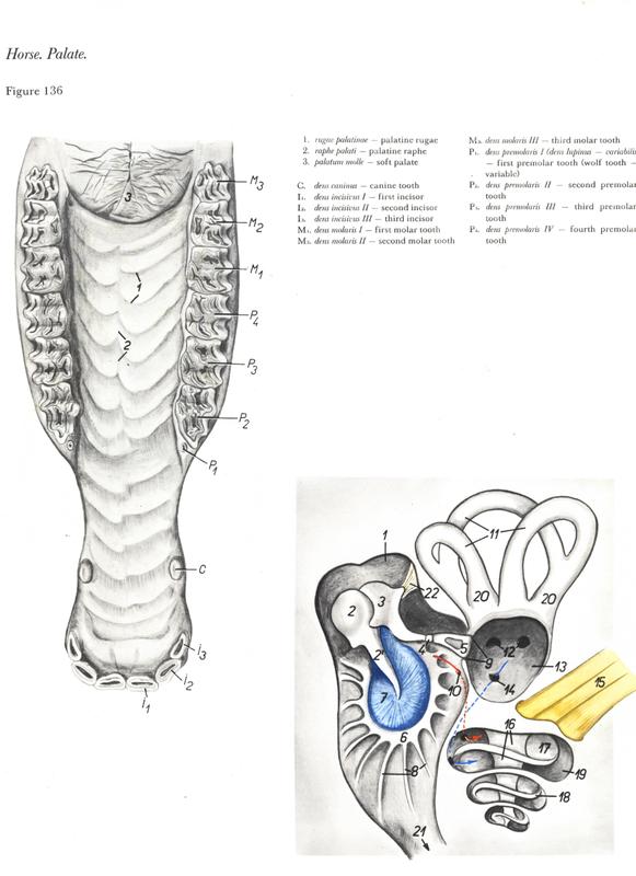 horse-cavalo-skull-anatomy-anatomia-cranio-maxilar-sinusal-sinuses-vetarq-muscle-musculatura-bone-osso-veias-arterias-dentição-equinos-eye-olho-glote-traqueia-esofago-palato