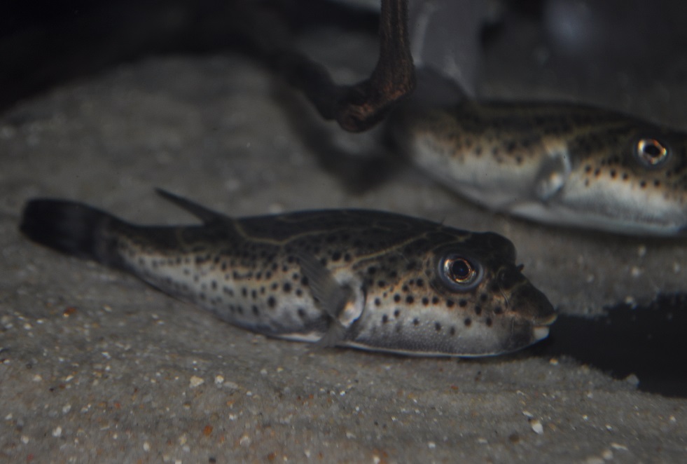 Sphoeroides rosenblatti