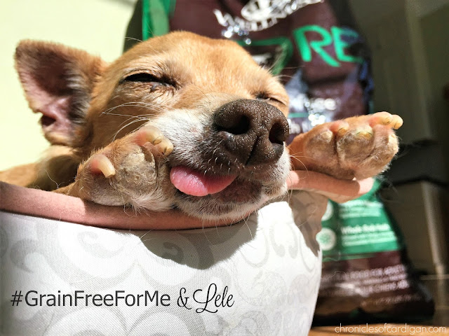 What does one do with a geriatric, toothless, itchy, scaly and stinky foster dog? SPOIL HER, including with Wellness Natural Pet Food! Follow Lele's journey back to complete health! #GrainFreeForMe (and Lele)
