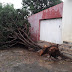 Temporal derruba árvores e causa estragos