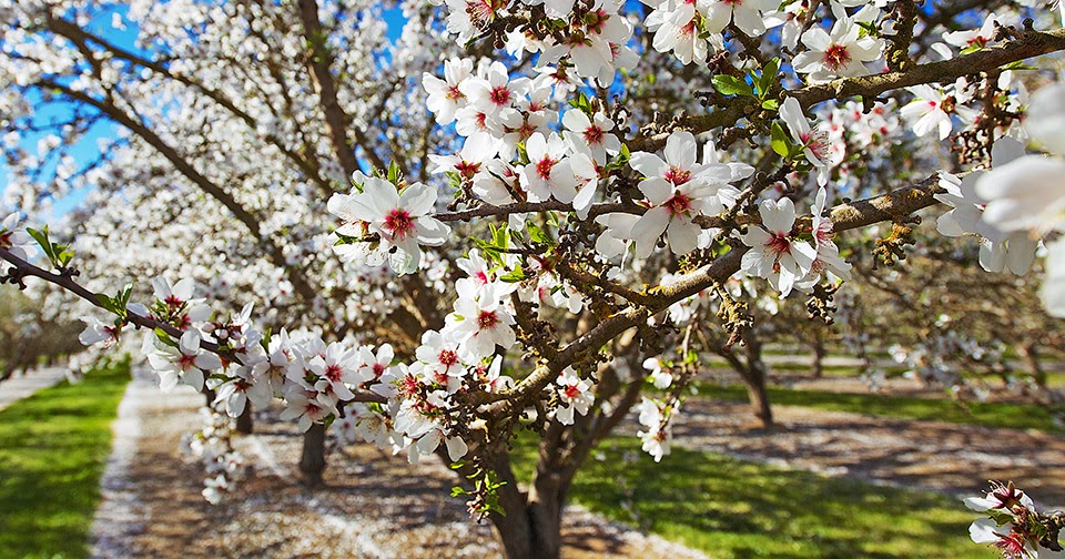 My Durian Life The meaning of Almonds in the Bible