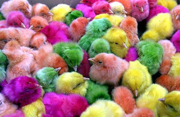 Cute Easter Chicks