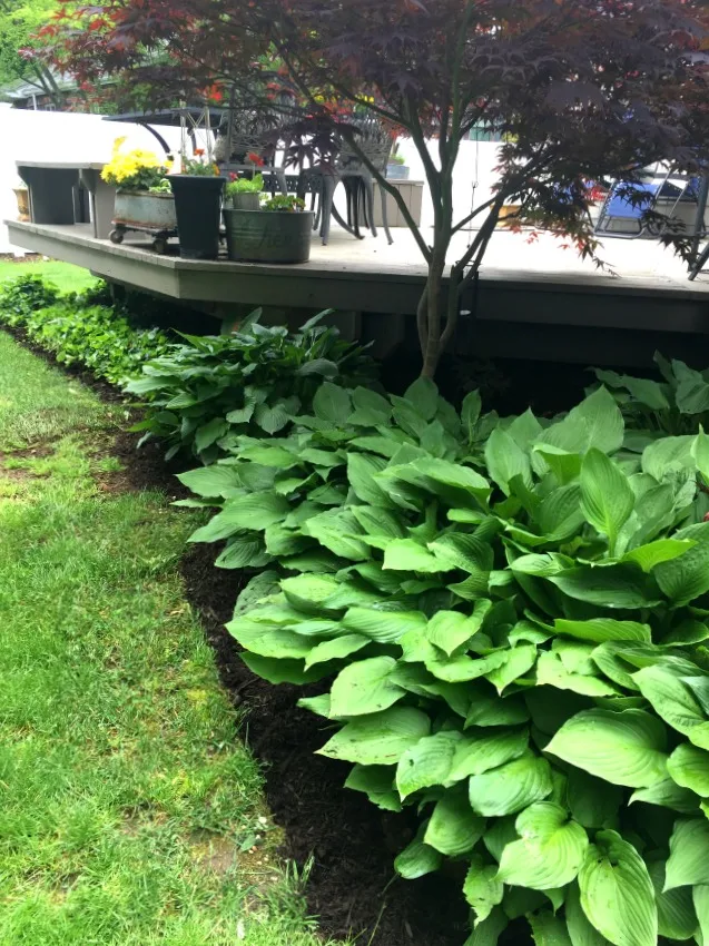 hostas and flowers by the deck