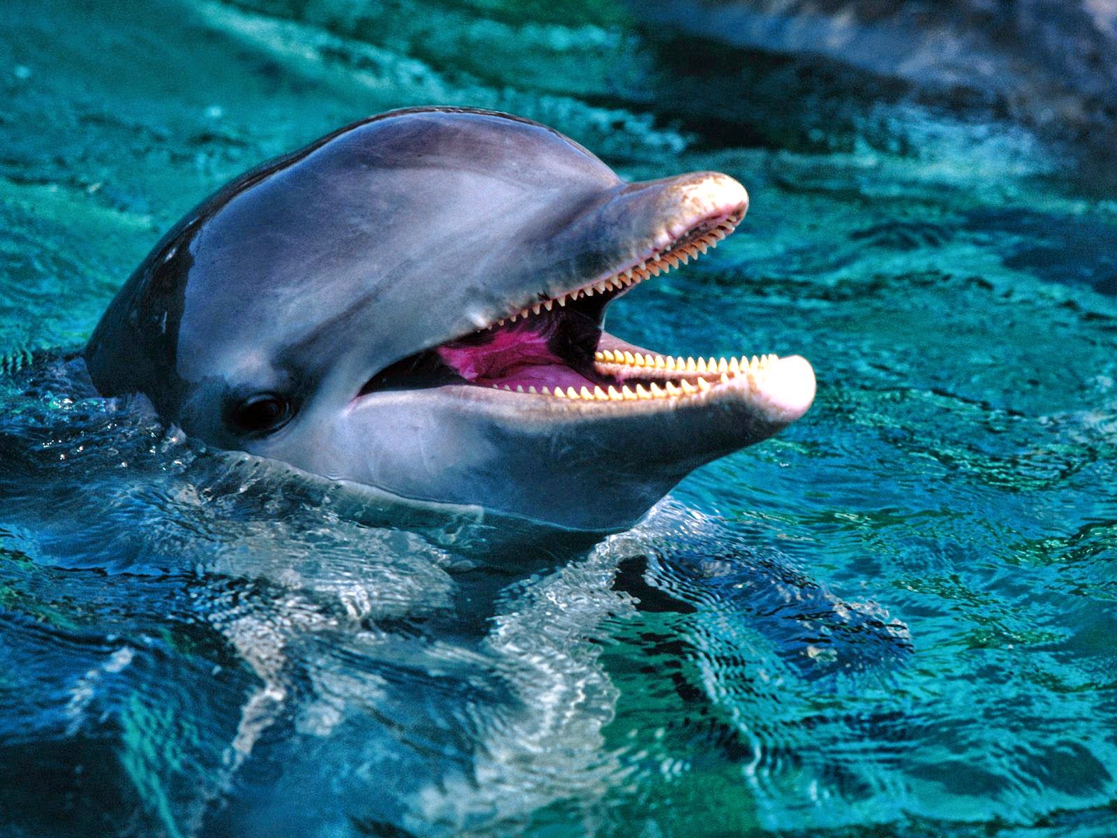 Dolphin HD Wallpapers Earth Blog Dolphin HD Wallpapers Earth Blog