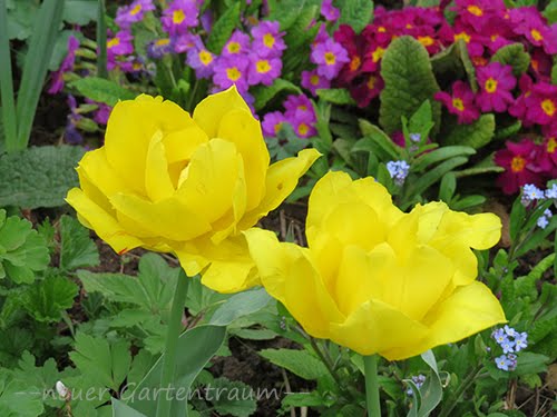 -neuer Gartentraum-: Tulpen im eigenen Garten