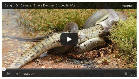 Snake_vs_Crocodile