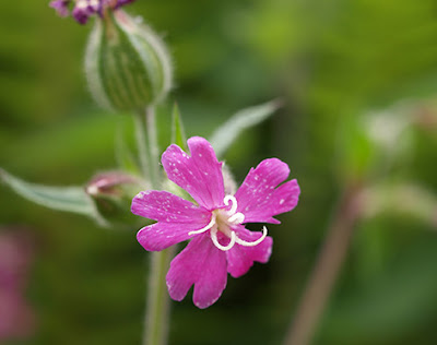 Flor femenina rosa de Silene dioica