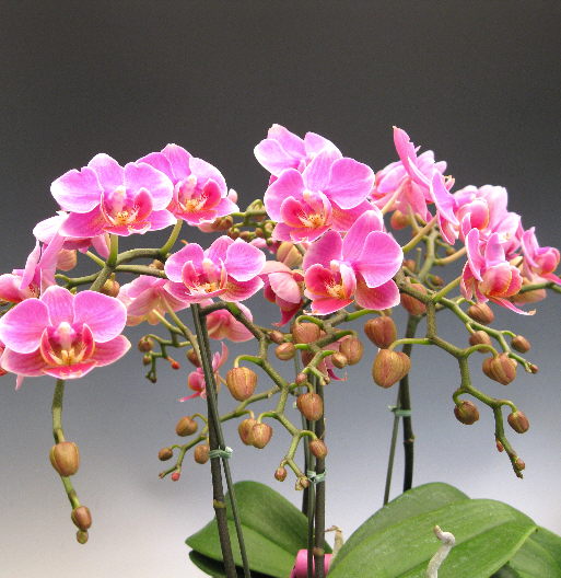 Ten of the Most Beautiful Orchid Flowers Orchidaceous! Orchid Blog