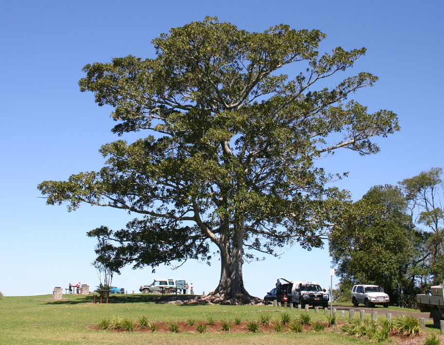 Arv utilgivelig Dekoration Toowoomba Plants: Moreton Bay Fig