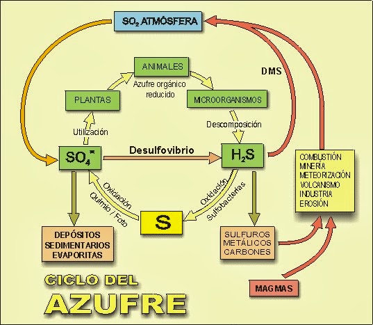 CICLO DEL AZUFRE