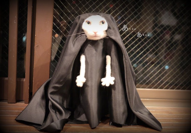 Коты-косплееры