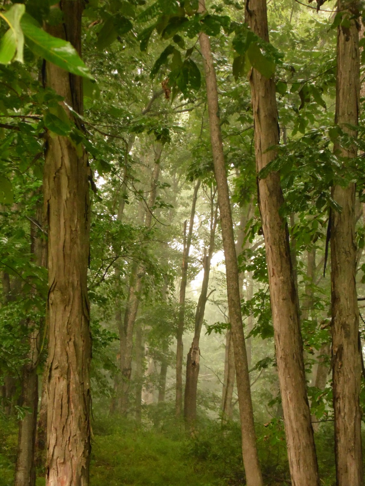 HAPPY ACRES: August 2014